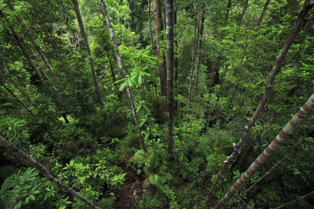 floresta amazonica papel